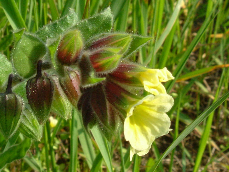Nonea lutea / Nonnea gialla